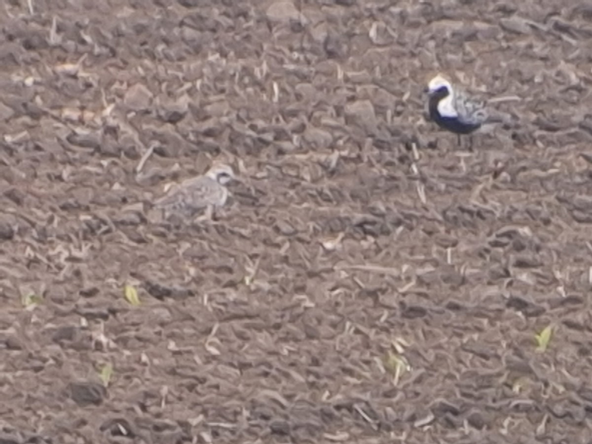 Буурал сүвээ цагаан - ML636942810