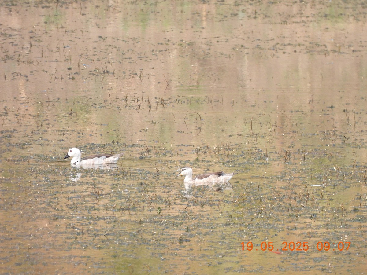 Cotton Pygmy-Goose - ML636942818