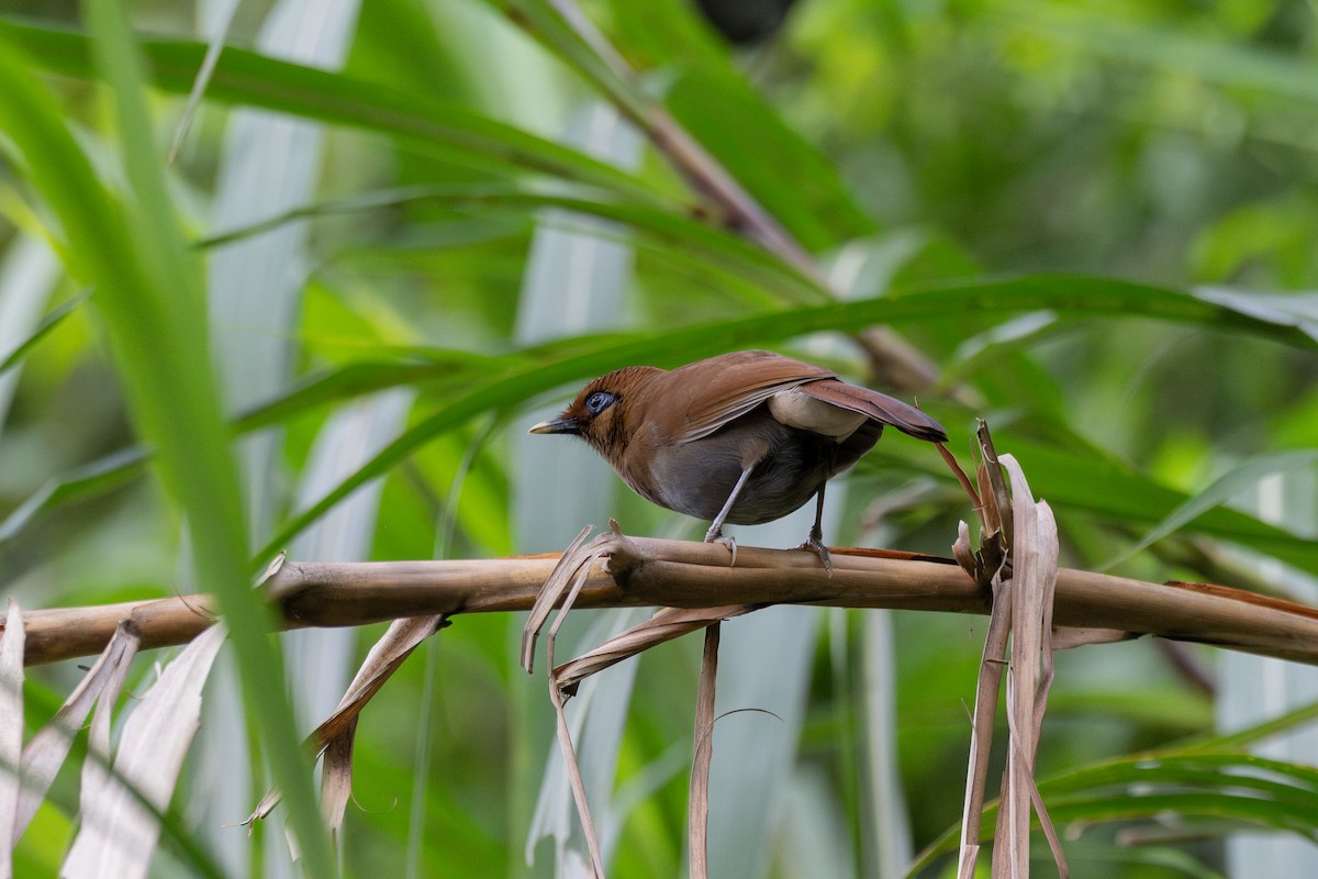 Rusty Laughingthrush - ML636942841