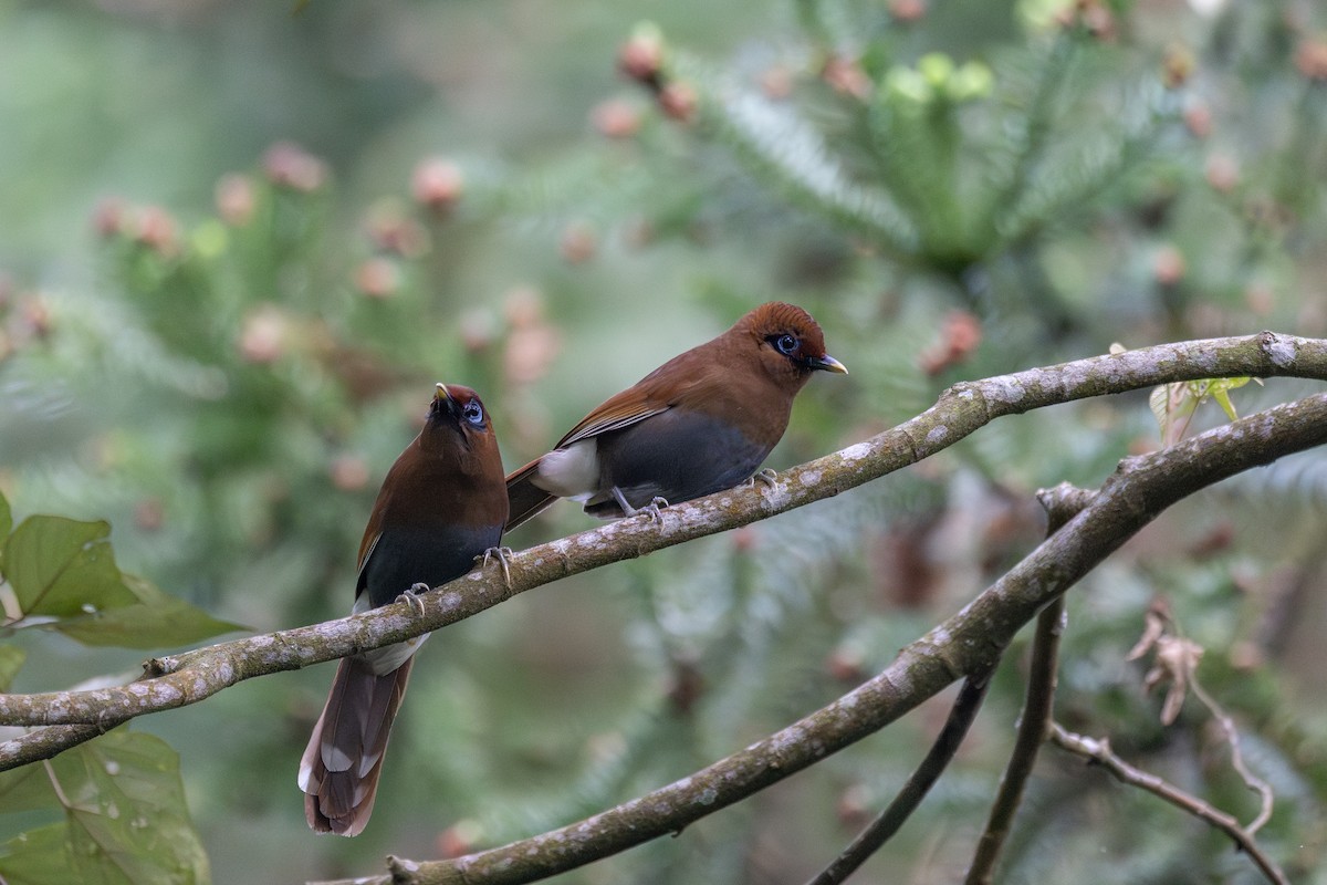 Rusty Laughingthrush - ML636942842