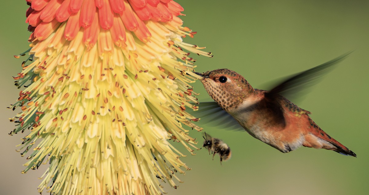 Rufous Hummingbird - ML636942858