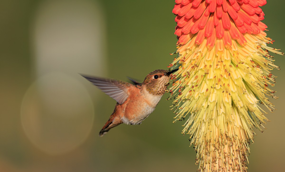 Rufous Hummingbird - ML636942859