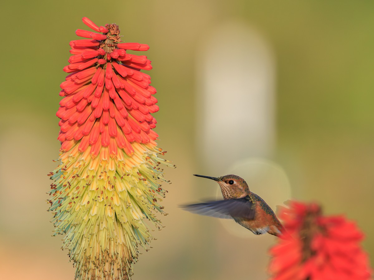 Rufous Hummingbird - ML636942861