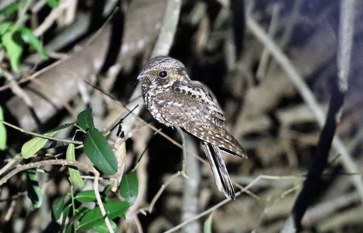 Puerto Rican Nightjar - ML636942867