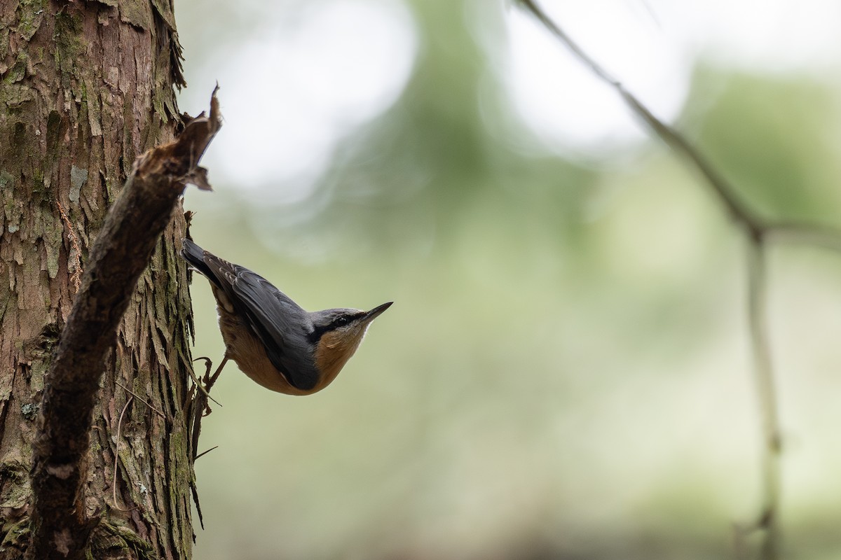 Eurasian Nuthatch (Chinese) - ML636942904
