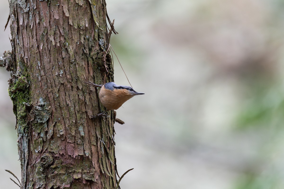 Eurasian Nuthatch (Chinese) - ML636942905