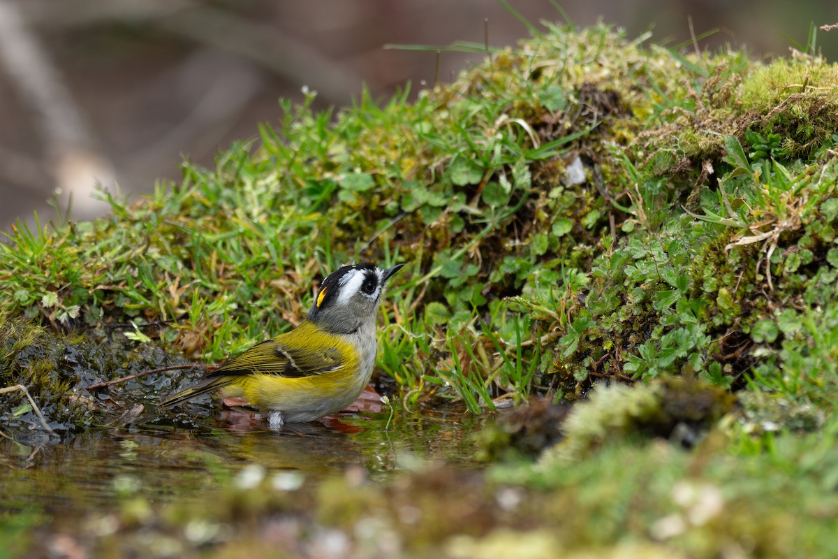 火冠戴菊鳥 - ML636942951