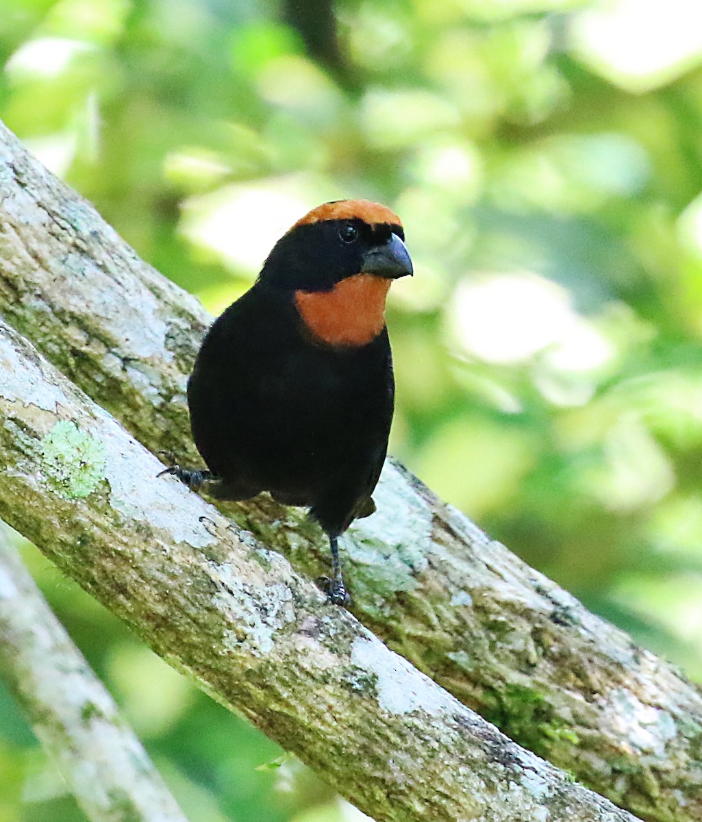 Puerto Rican Bullfinch - ML636942973