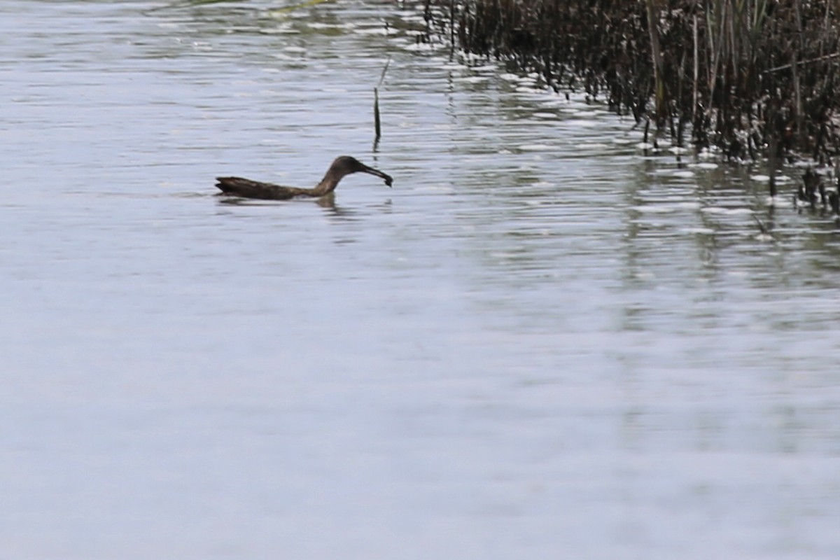 Virginia Breeding Bird Atlas Checklist - 16 Jul 2017 - Finney's Creek ...