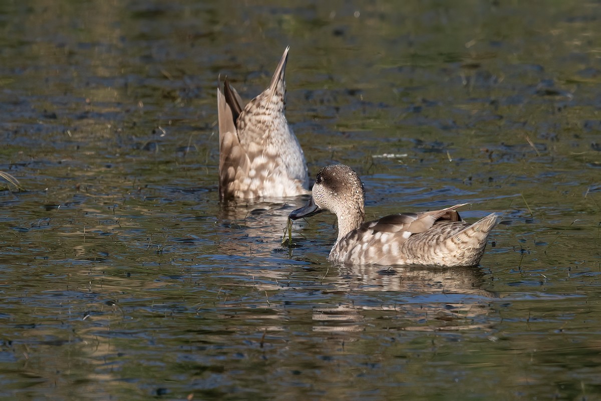 Marbled Duck - ML636943025