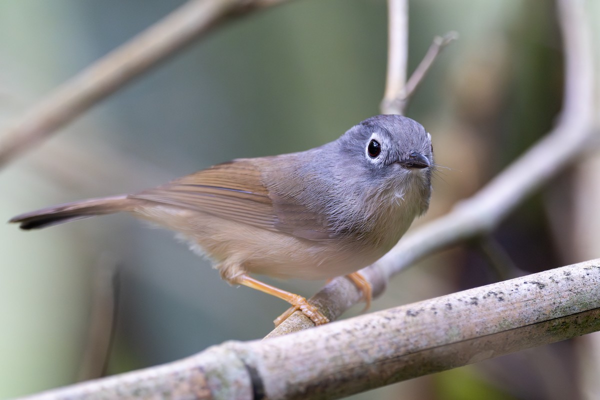 Morrison's Fulvetta - ML636943164
