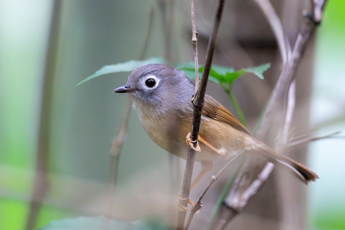 Morrison's Fulvetta - ML636943166