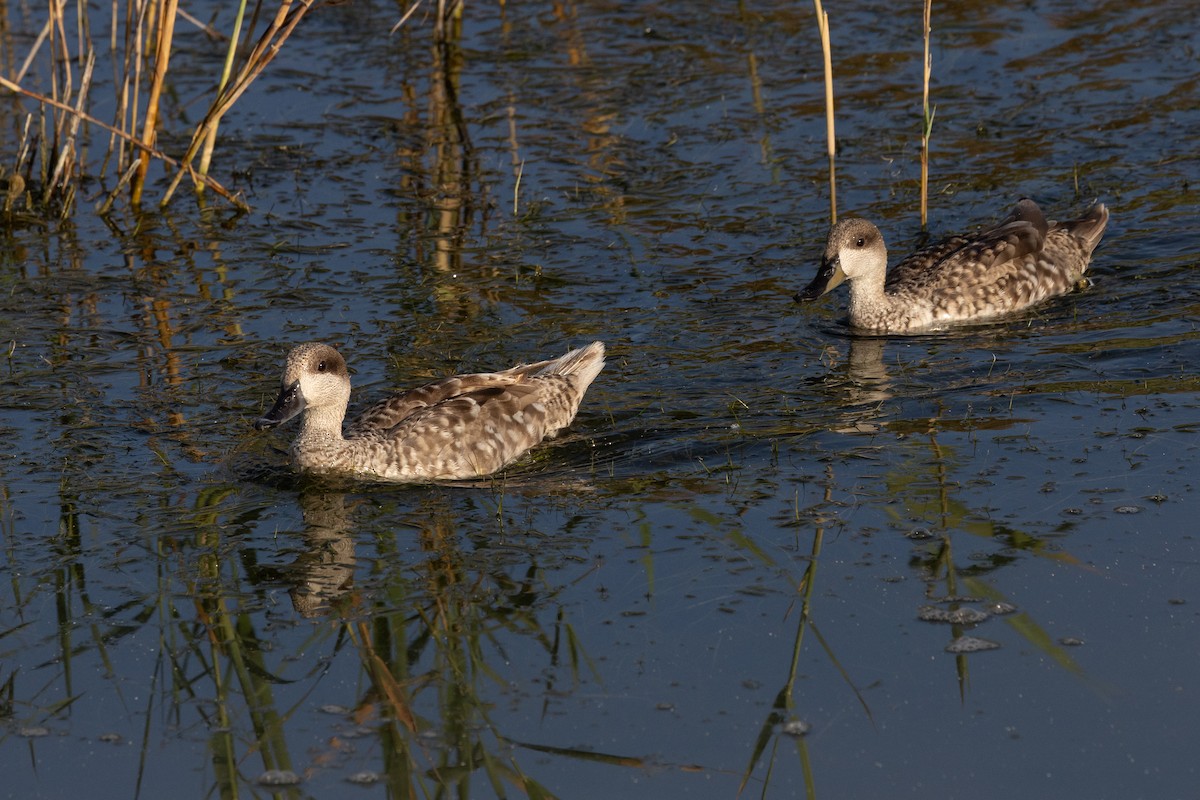 Marbled Duck - ML636943178