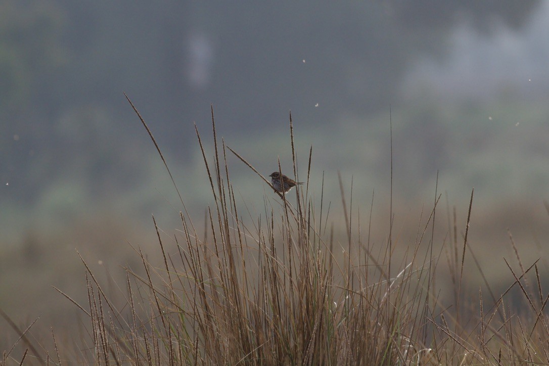 Sierra Madre Sparrow - ML636943184