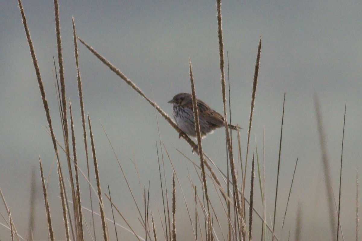 Sierra Madre Sparrow - ML636943207