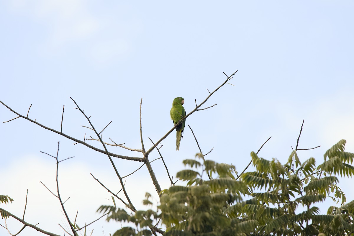 White-eyed Parakeet - ML636943319