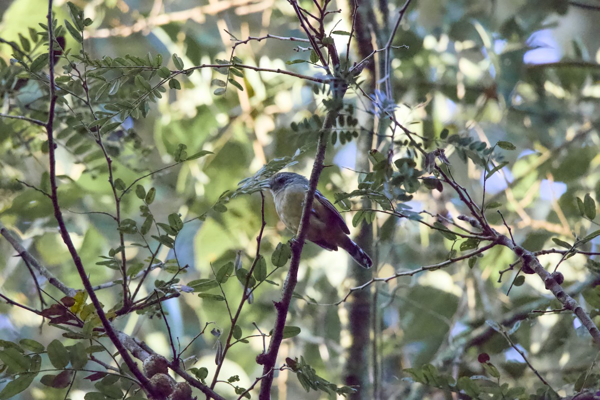 Variable Antshrike - ML636943326