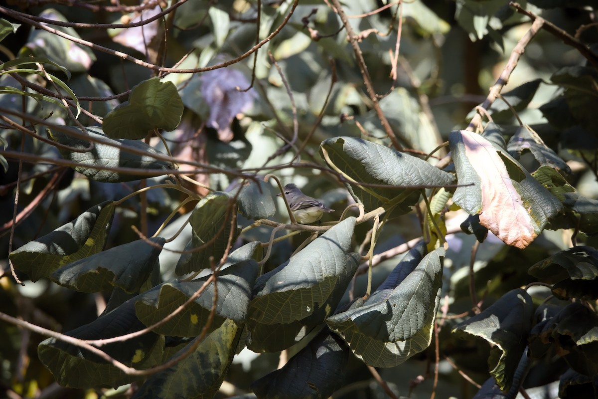 Southern Beardless-Tyrannulet - ML636943348