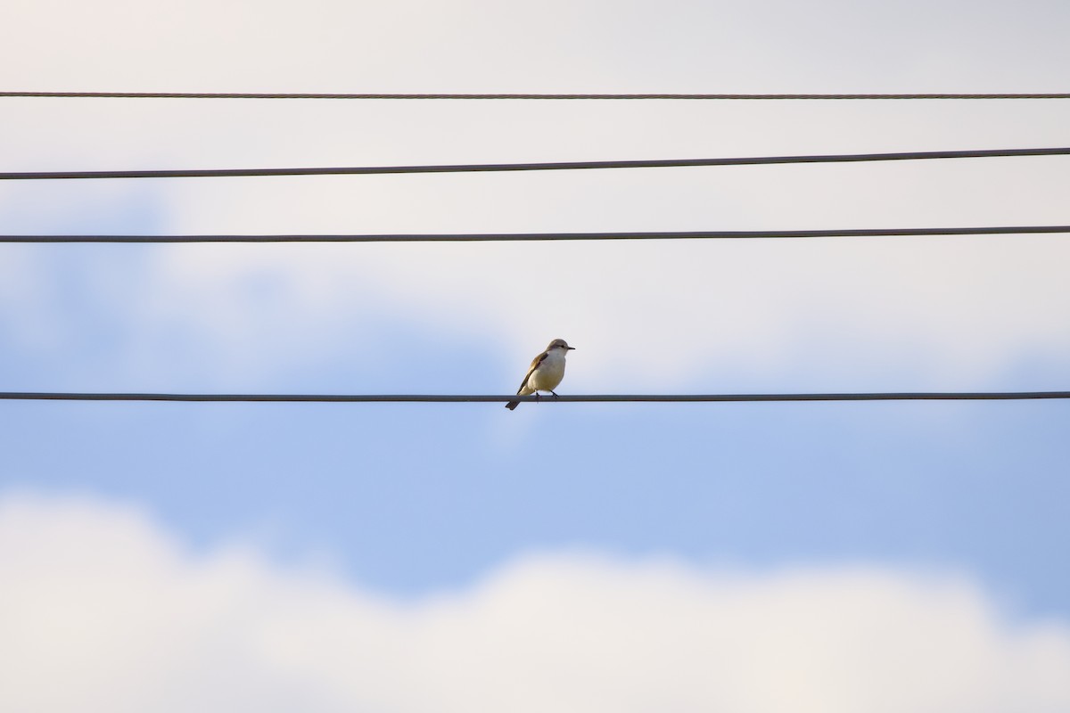 White-rumped Monjita - ML636943358