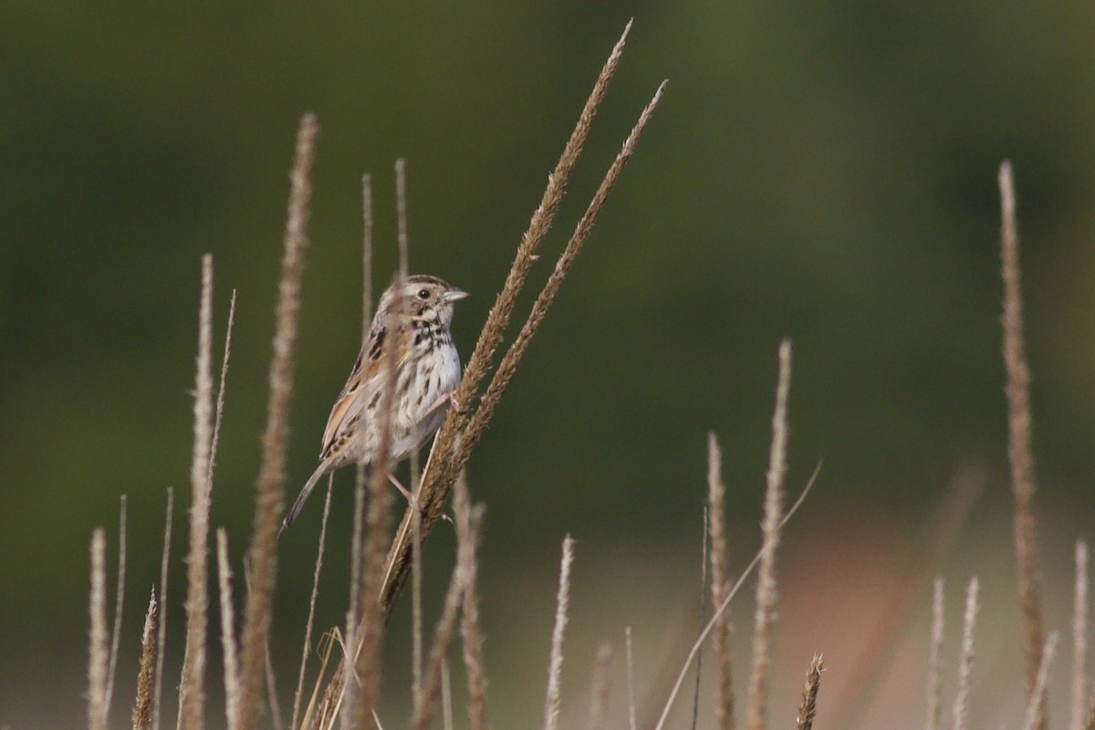 Sierra Madre Sparrow - ML636943481