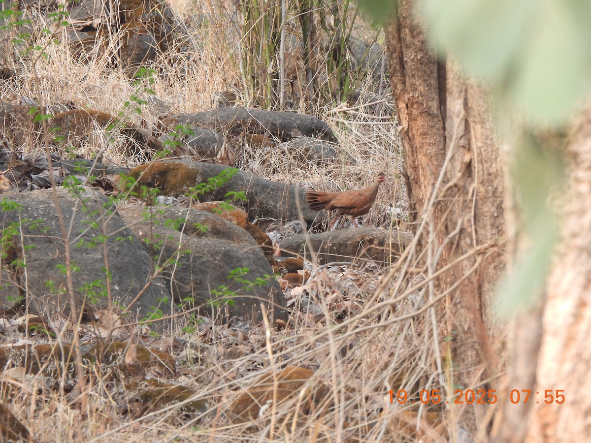 Red Spurfowl - ML636943518