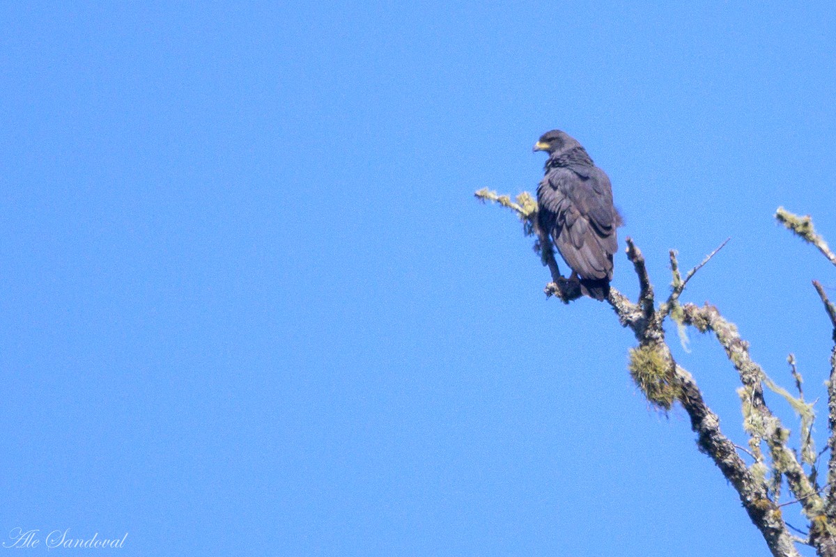 Solitary Eagle - ML636943526