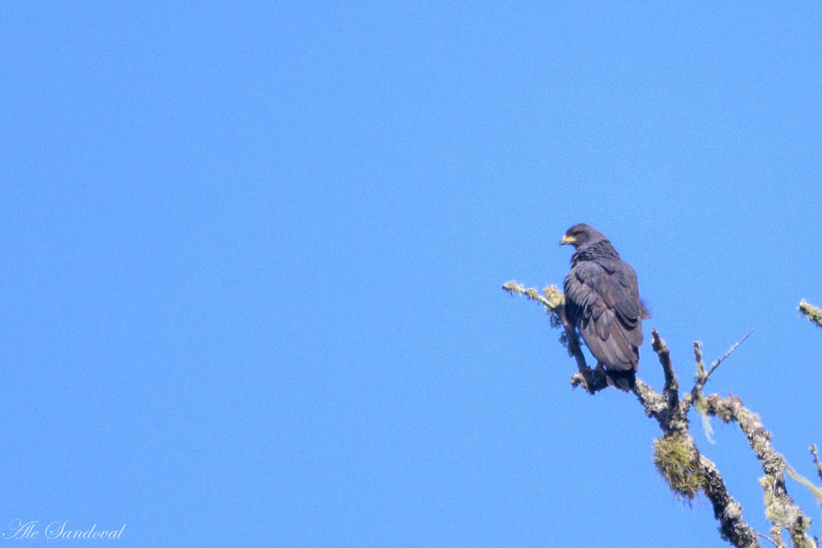 Solitary Eagle - ML636943527