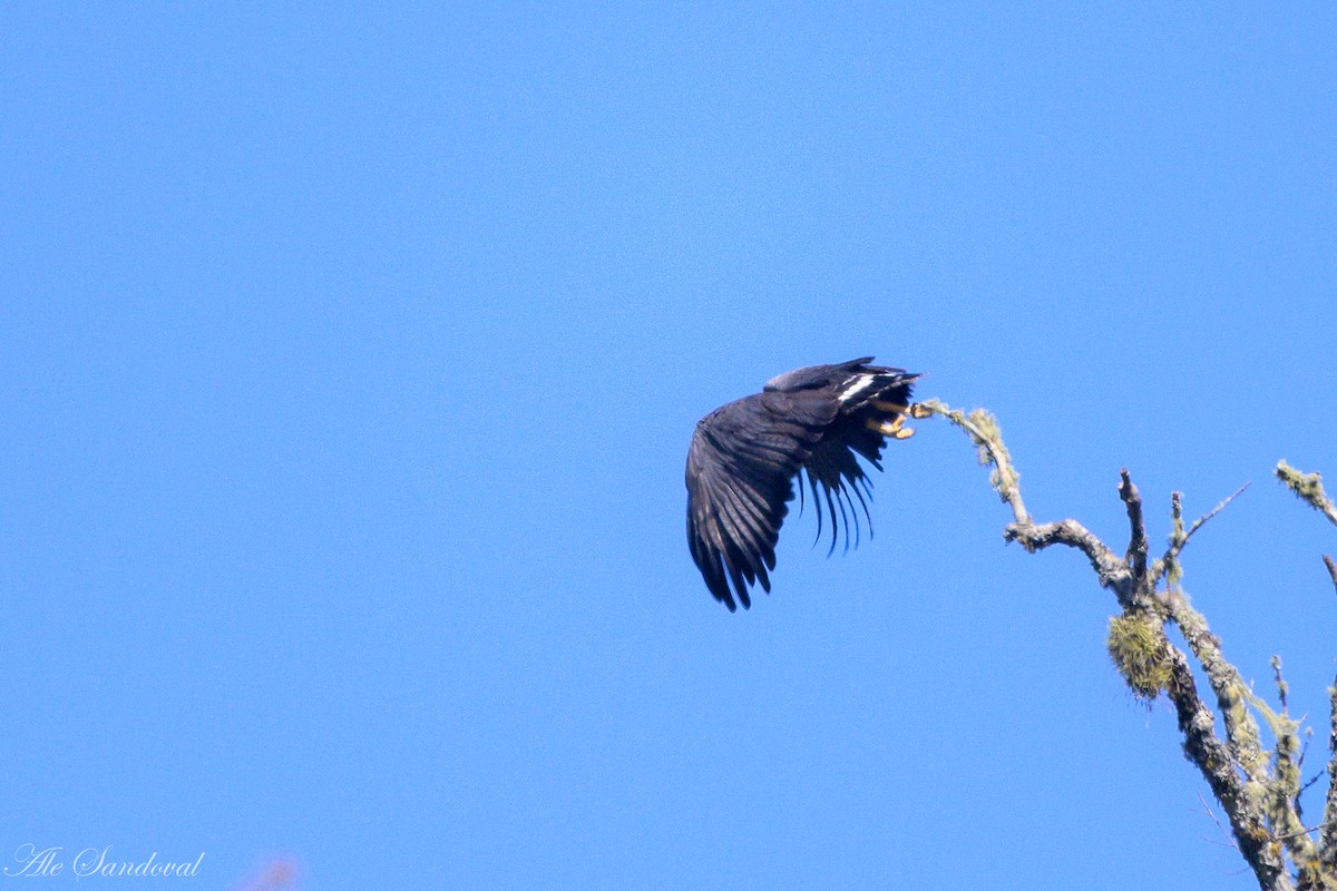 Solitary Eagle - ML636943528