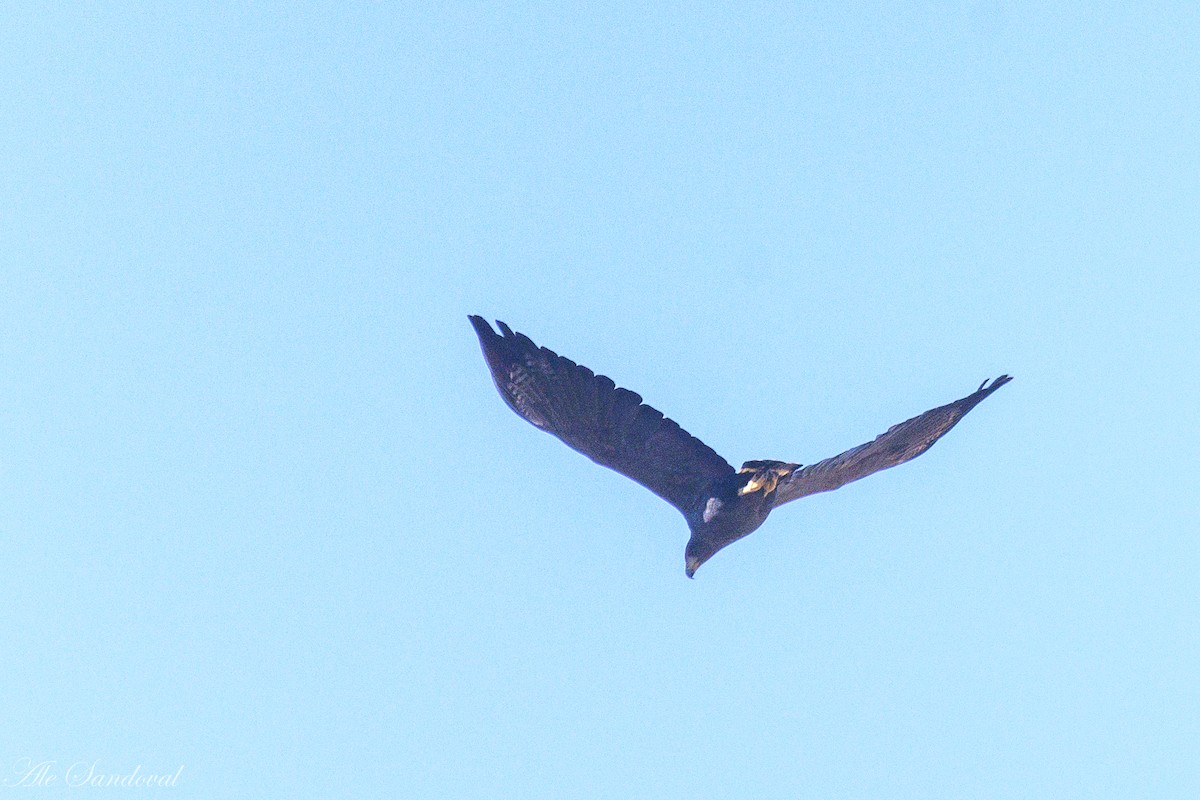 Solitary Eagle - ML636943531