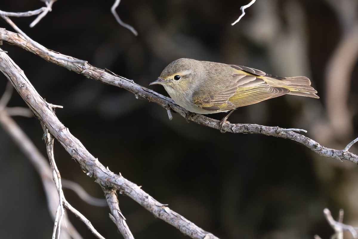 Eastern Bonelli's Warbler - ML636943565
