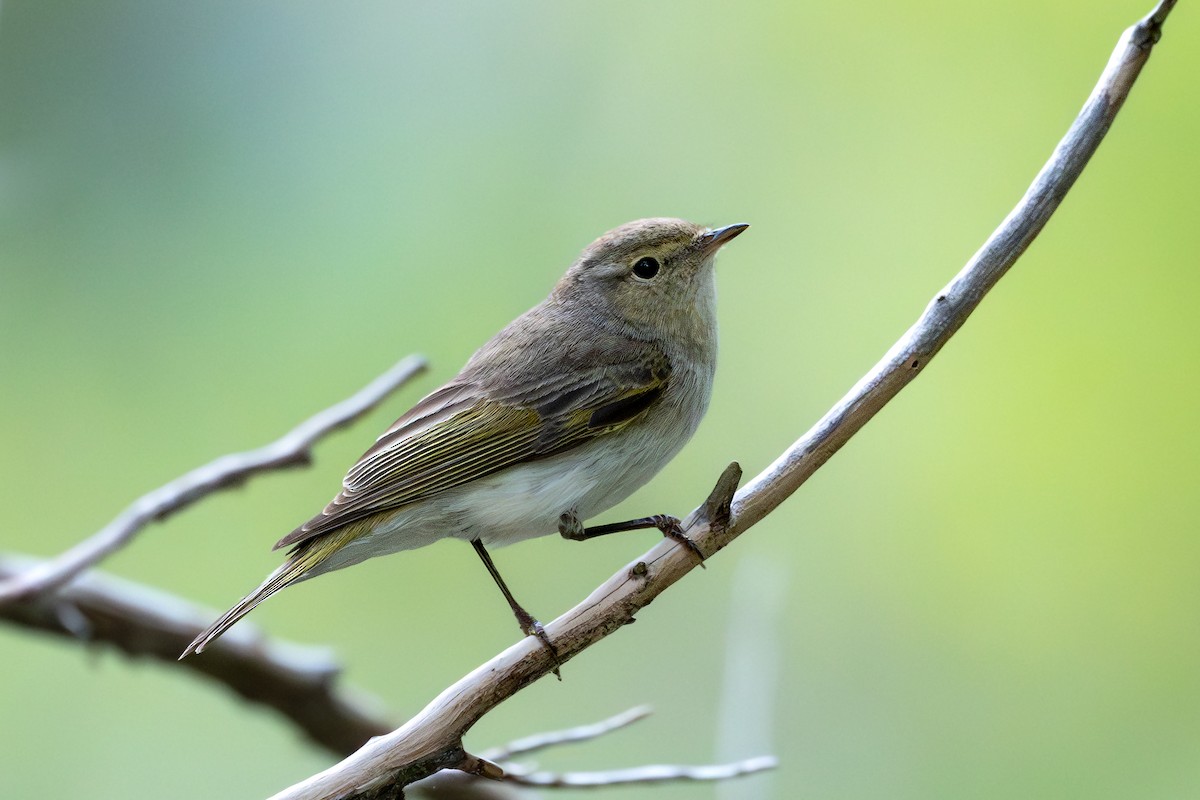 Eastern Bonelli's Warbler - ML636943566