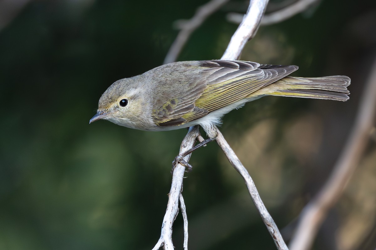 Eastern Bonelli's Warbler - ML636943568