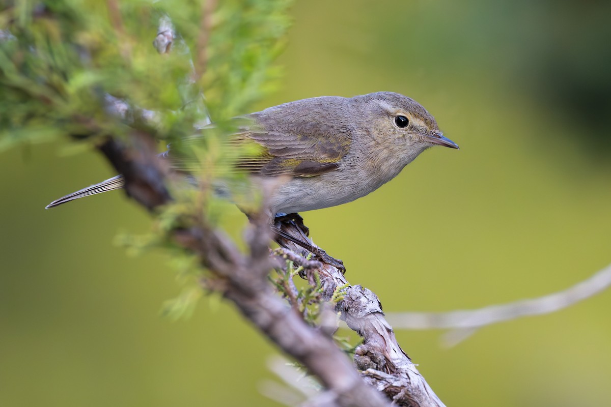 Eastern Bonelli's Warbler - ML636943571
