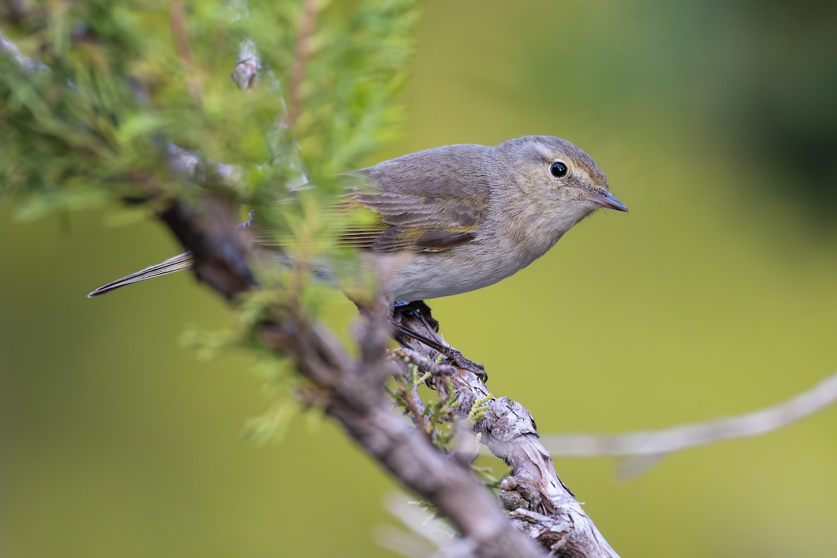 Eastern Bonelli's Warbler - ML636943572