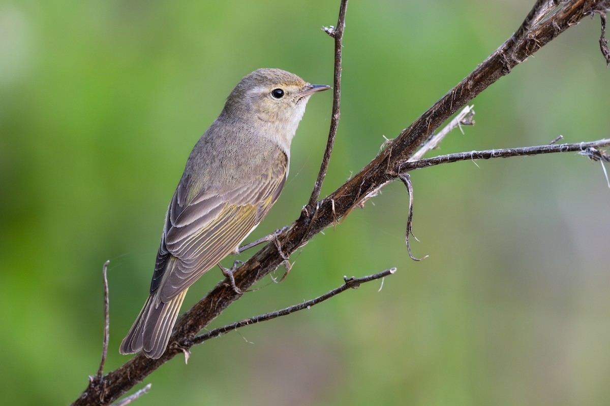Eastern Bonelli's Warbler - ML636943585