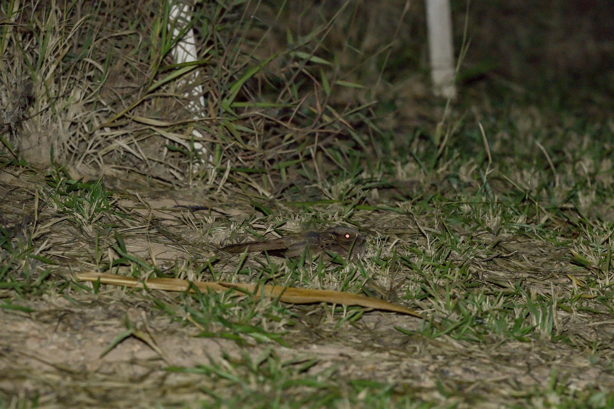 Common Pauraque - ML636943617