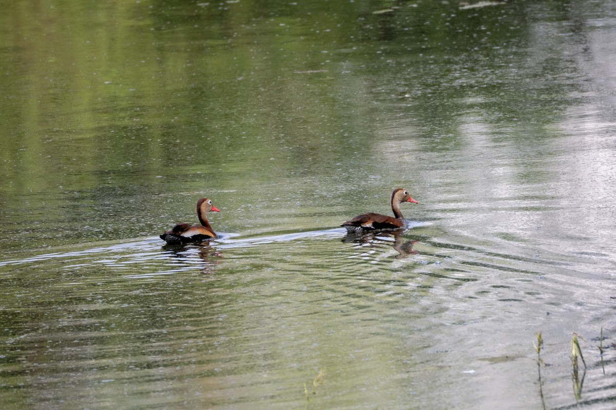 Black-bellied Whistling-Duck - ML636943618