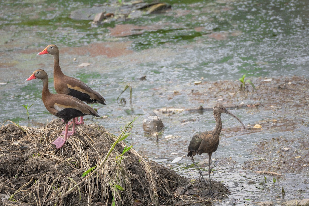 Black-bellied Whistling-Duck - ML636943621