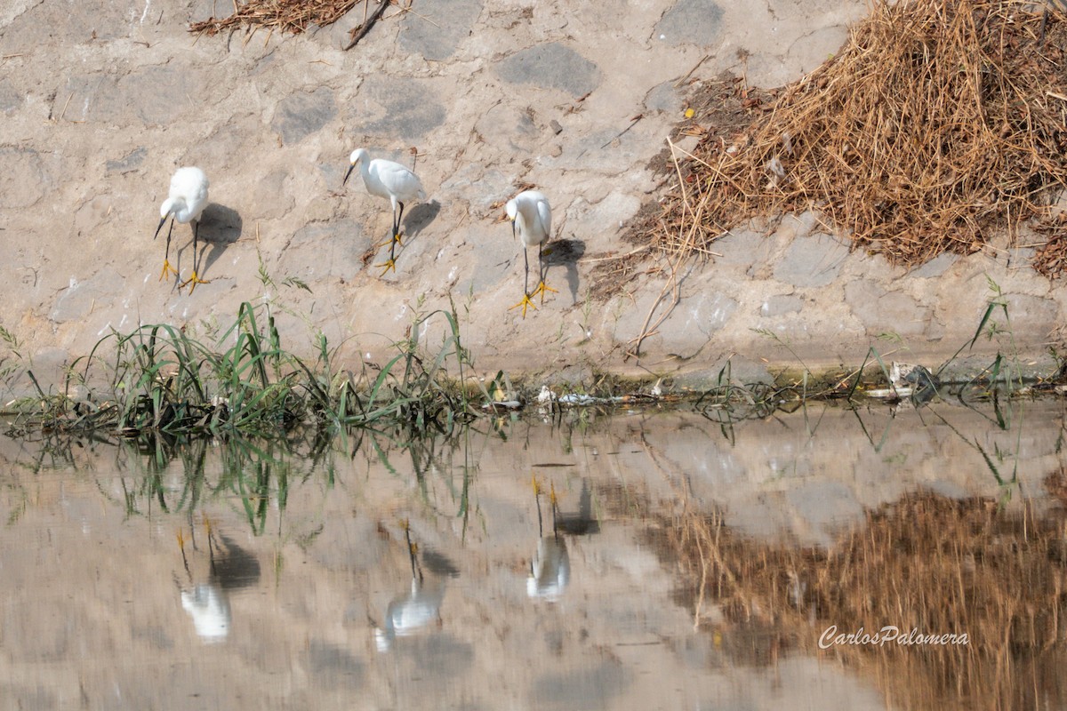 Snowy Egret - ML636943633