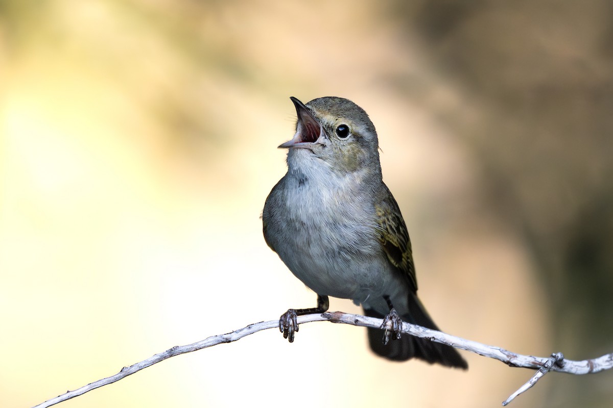 Eastern Bonelli's Warbler - ML636943639