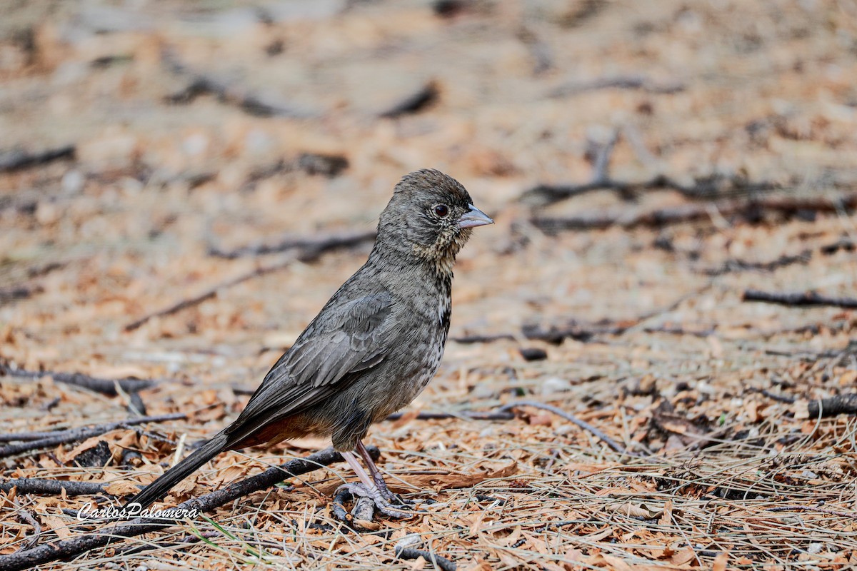 Canyon Towhee - ML636943644