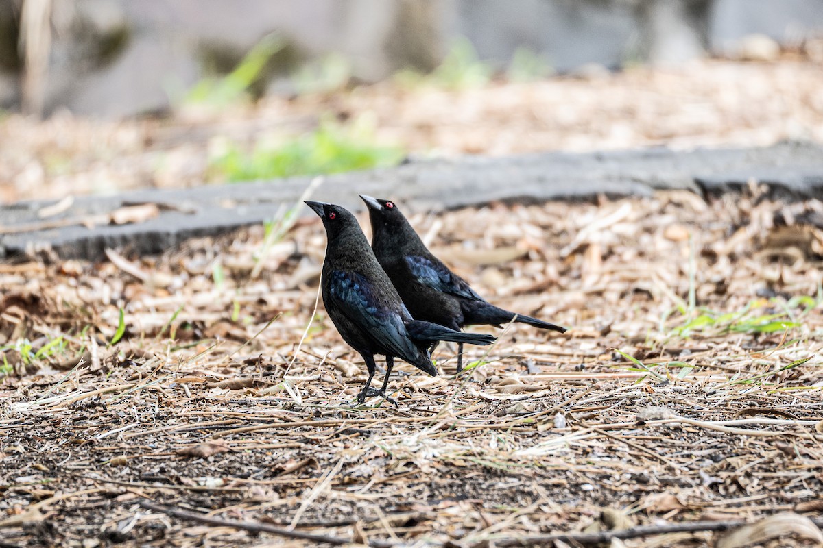 Bronzed Cowbird - ML636943669