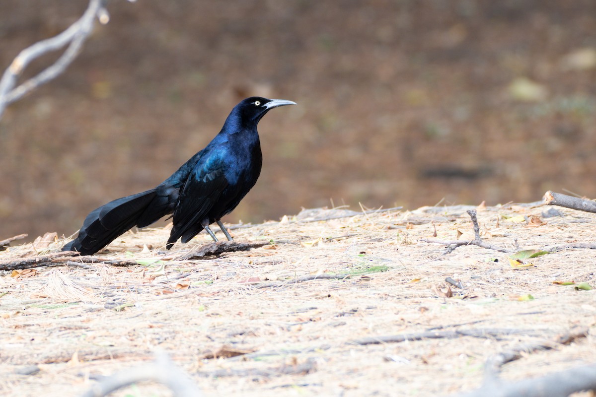 Great-tailed Grackle - ML636943682