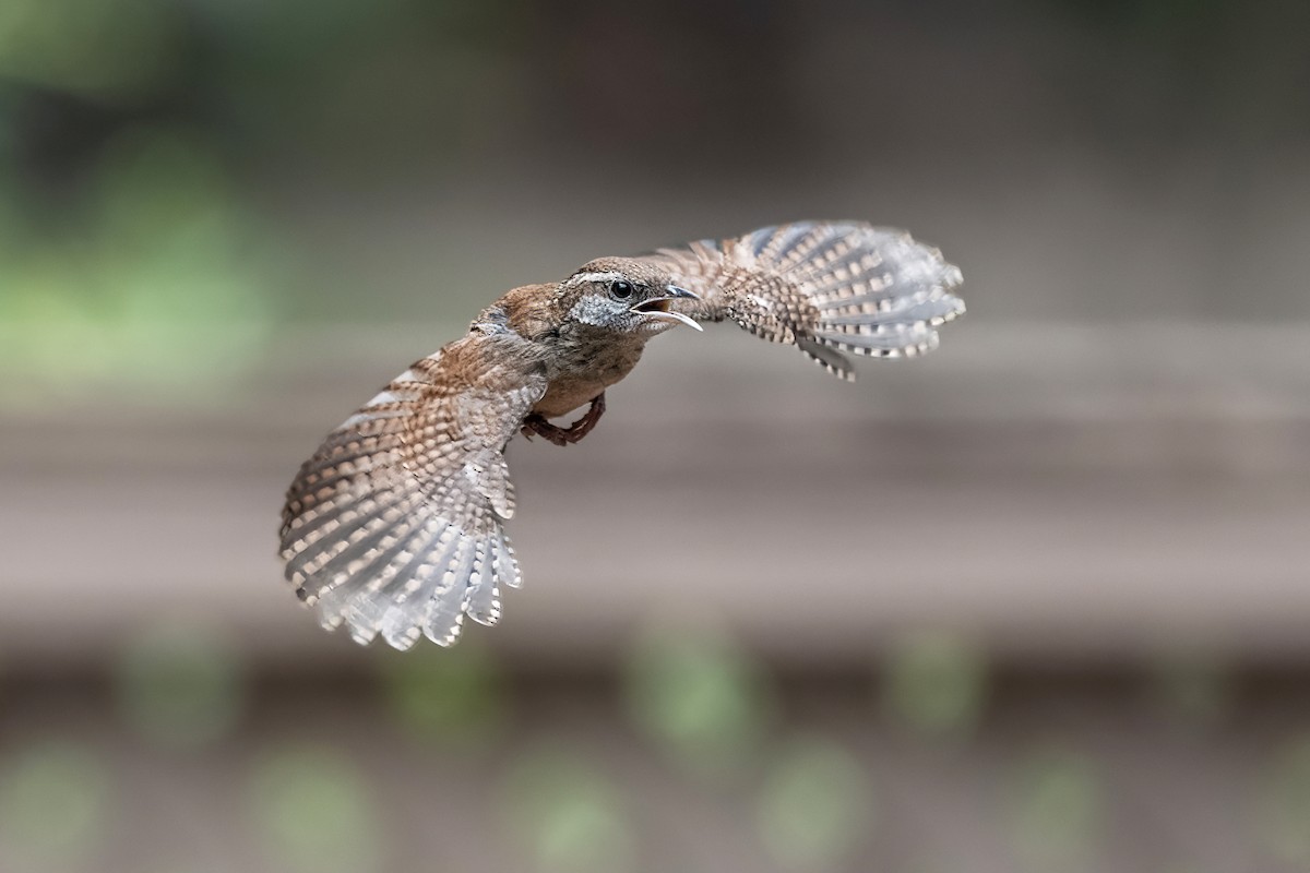 Carolina Wren - ML636943697