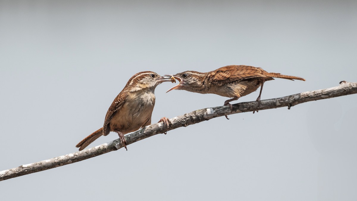 Carolina Wren - ML636943698