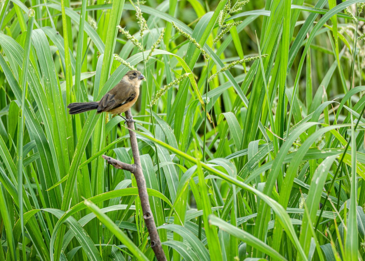 Cinnamon-rumped Seedeater - ML636943702