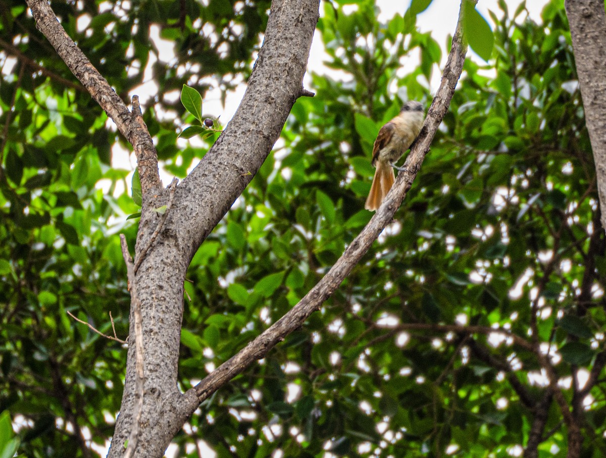 Rose-throated Becard - ML636943715