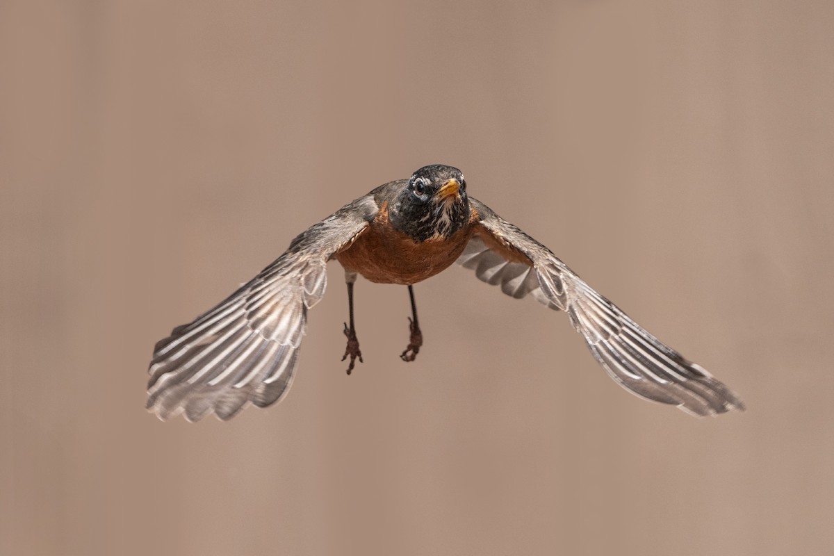 American Robin - ML636943741