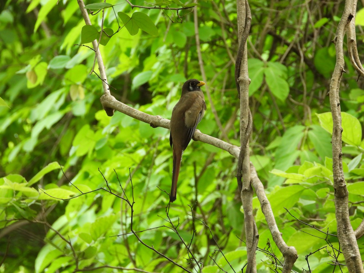 Elegant Trogon - ML636943749