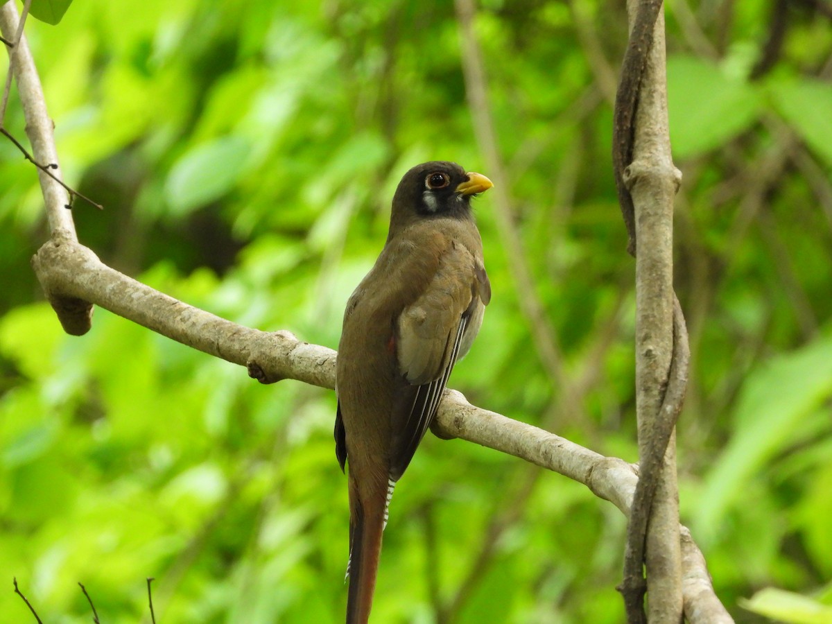 Elegant Trogon - ML636943751